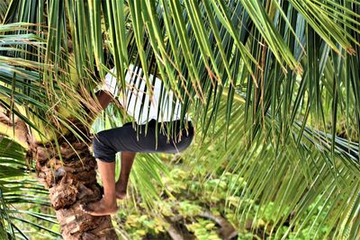 Low angle view of coconut trees in forest