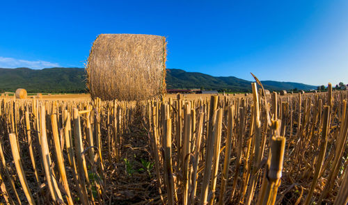 Wooden posts on field against clear blue sky