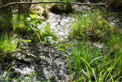 Close-up of plants growing in field