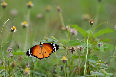 Danaus chrysippus, plain tiger, african queen or african monarch