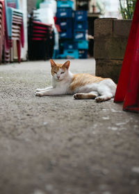 Portrait of cat resting