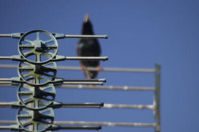 Low angle view bird against blue sky