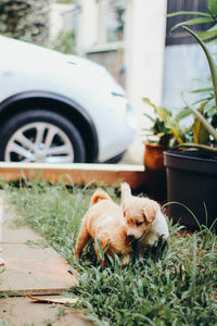 View of a dog relaxing by car