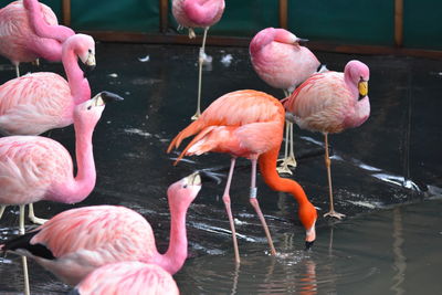 View of birds in lake