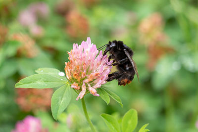 Close-up of bee on flower