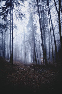 Trees in forest during autumn