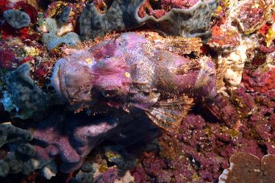 Close-up of fish in sea