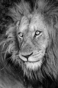 A stark black and white portrait of a male lion