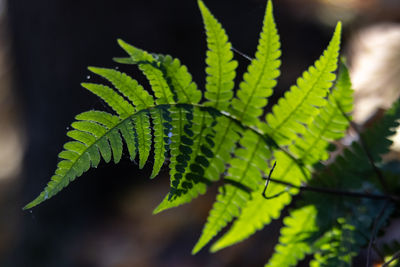 Close-up of  fern