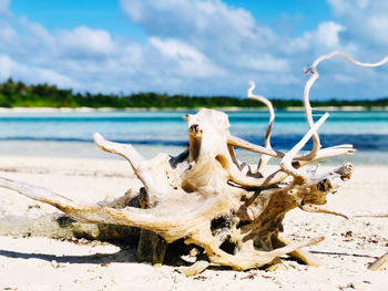 View of animal skull on beach