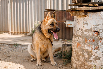 Portrait of dog looking away