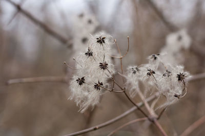 Close-up of wilted plant