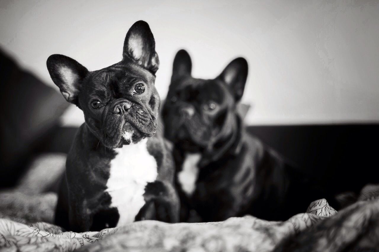 domestic animals, pets, animal themes, mammal, one animal, dog, portrait, looking at camera, indoors, two animals, togetherness, relaxation, black color, home interior, sitting, lying down, resting, young animal, pet collar, close-up