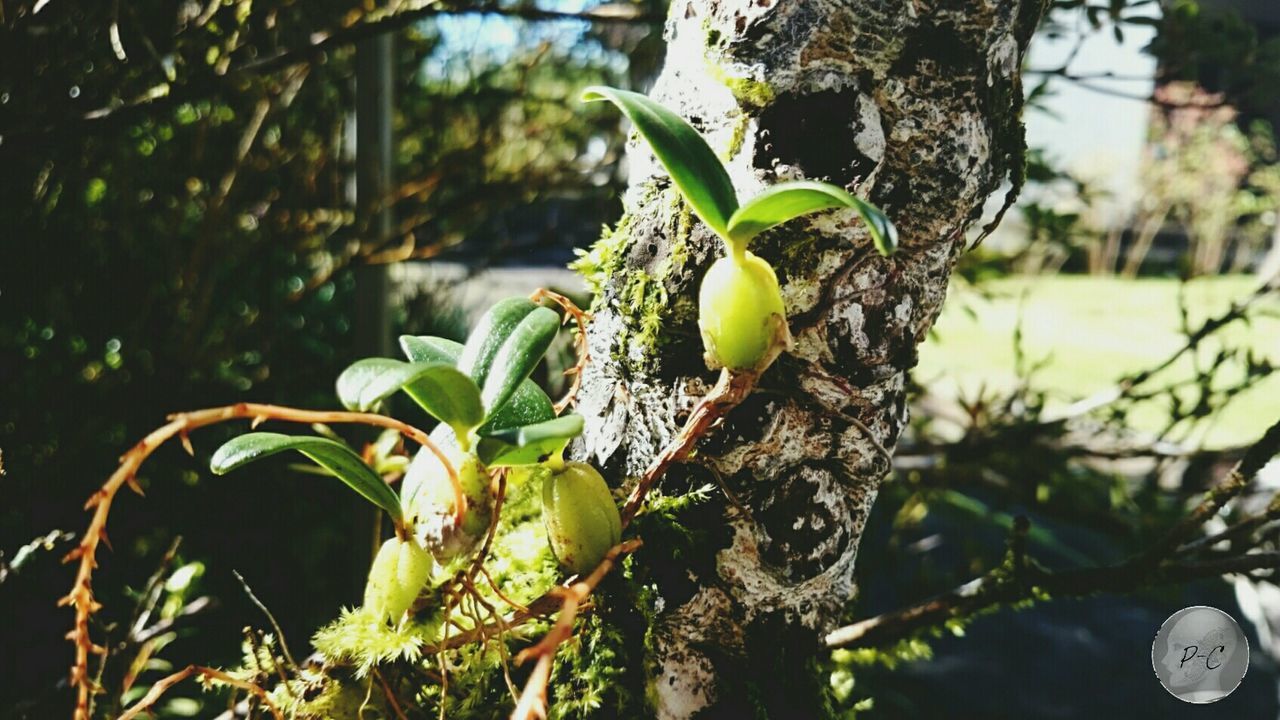 growth, branch, leaf, tree, plant, green color, nature, close-up, freshness, focus on foreground, growing, bud, beauty in nature, new life, fruit, twig, day, beginnings, outdoors, stem