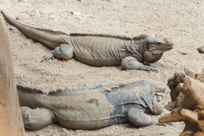 Close-up of iguana