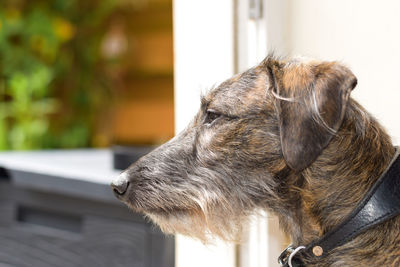 Close-up of dog looking away