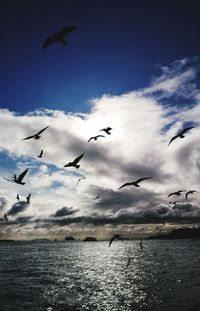 Low angle view of seagulls flying over sea