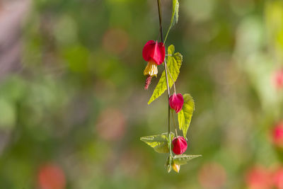 Close-up of red flower against blurred background