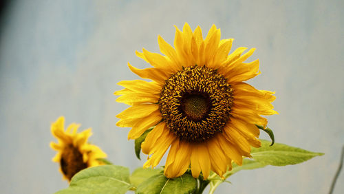 Close-up of yellow sunflower