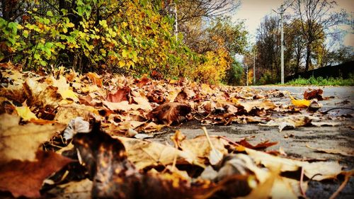 Close-up of fallen leaves in park