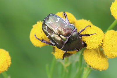 Close-up of insect on yellow flower