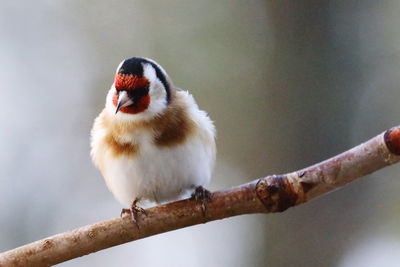 Close-up of gold finchperching on branch