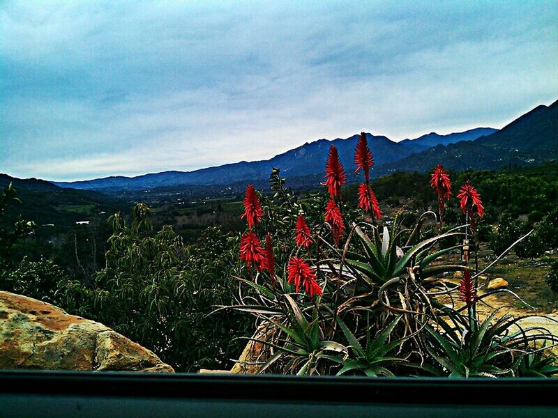 mountain, mountain range, sky, beauty in nature, tranquil scene, nature, plant, tranquility, landscape, scenics, flower, growth, cloud - sky, cloud, non-urban scene, outdoors, no people, grass, field, day