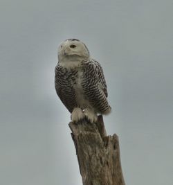 Low angle view of bird perching on tree