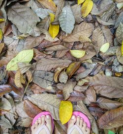 Directly above shot of leaves