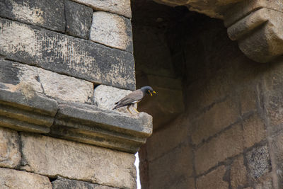 Low angle view of bird on wall