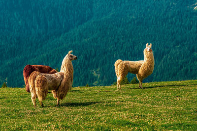 Llama in the sexten dolomites in italy.