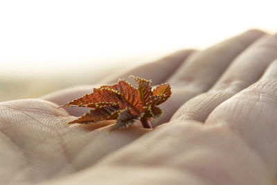 Close-up of hand on red flower