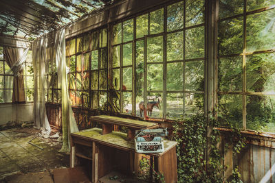 View of plants in abandoned building