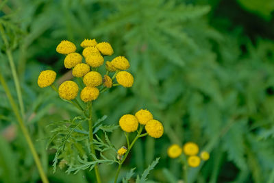 Close-up of yellow flowering plant