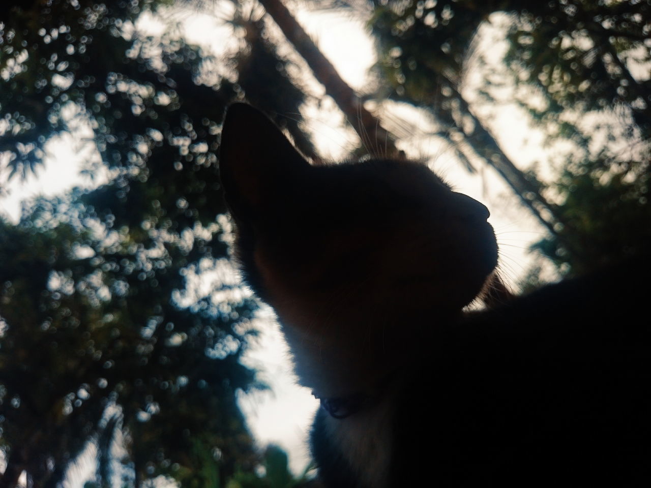 LOW ANGLE VIEW OF DOG LOOKING AT SILHOUETTE TREES