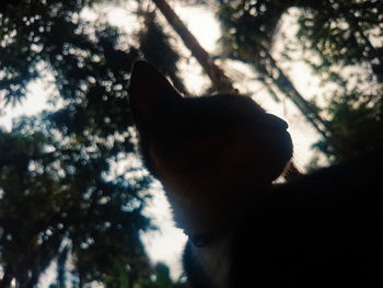 Low angle view of silhouette dog against sky