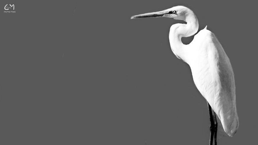 CLOSE-UP OF BIRD AGAINST CLEAR SKY