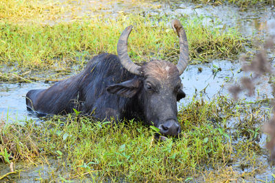 Horse in grass
