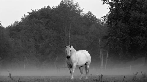 Horse standing in a field