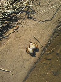 Close-up of snail on sand