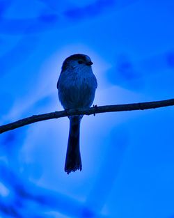 Low angle view of bird perching on cable against blue sky
