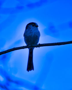 Low angle view of a bird perching on branch against blue sky