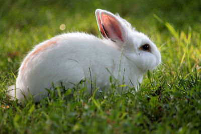 Close-up of rabbit