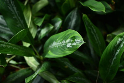 Close-up of wet leaves