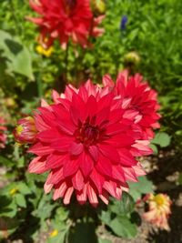 Close-up of red flower blooming outdoors