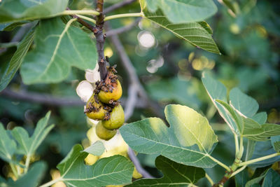 Close-up of bee on plant