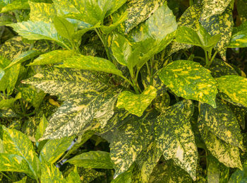 Close-up of fresh green leaves