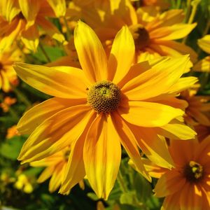 Close-up of yellow flowering plant