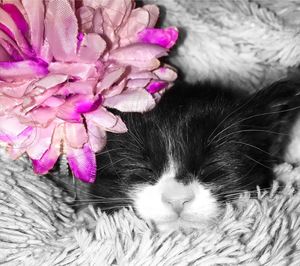 Close-up of cat on purple flower