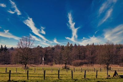 Trees on field against blue sky